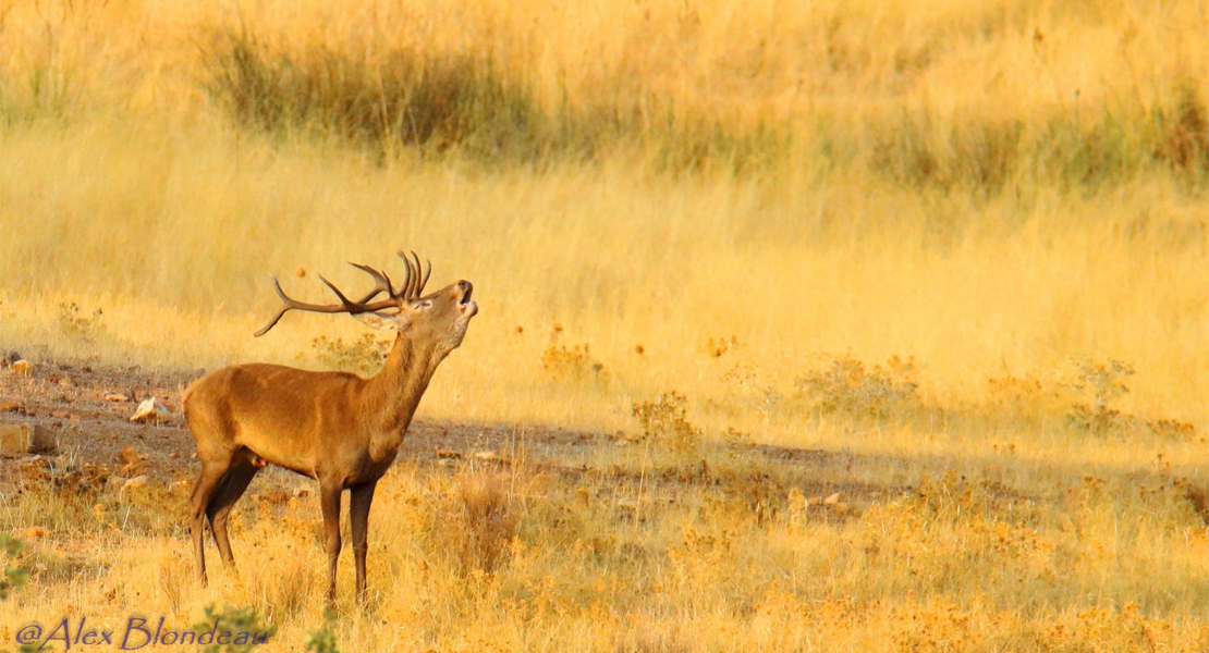 Ecologistas piden que se deje de matar ciervos durante la Berrea en Extremadura