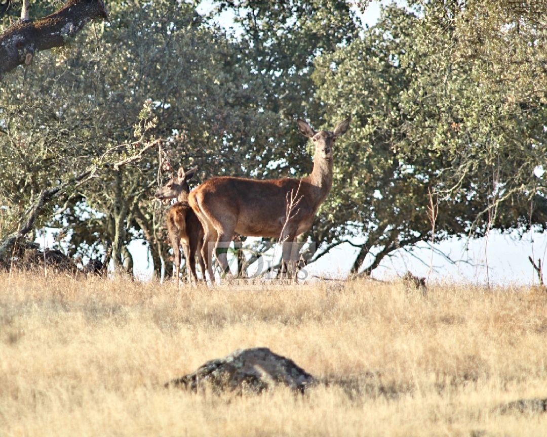 La berrea llena de magia la Sierra de San Pedro