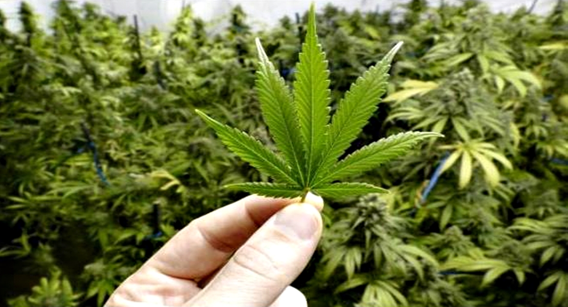 5 datos curiosos sobre el mercado del cannabis