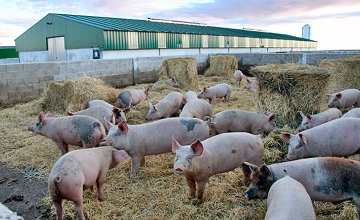 UPA-UCE alerta de la preocupación del sector ante el crecimiento de la peste porcina en Europa