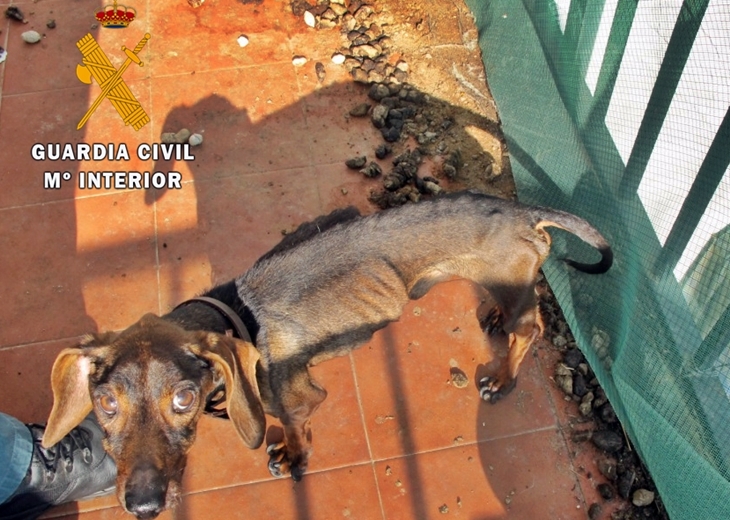 Investigado un vecino de Alburquerque por un supuesto delito de maltrato animal