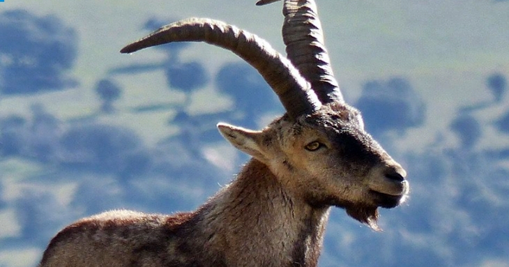 Piden la suspensión de la caza de la Cabra Montés en las zonas incendiadas de la Vera y Jerte