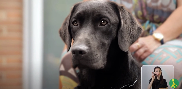 La Fundación ONCE del Perro Guía cumple 30 años en Extremadura