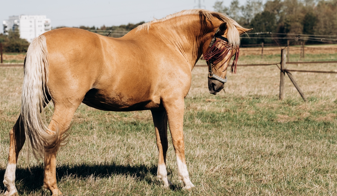 Detectados dos positivos por fiebre del valle del Nilo en caballos extremeños