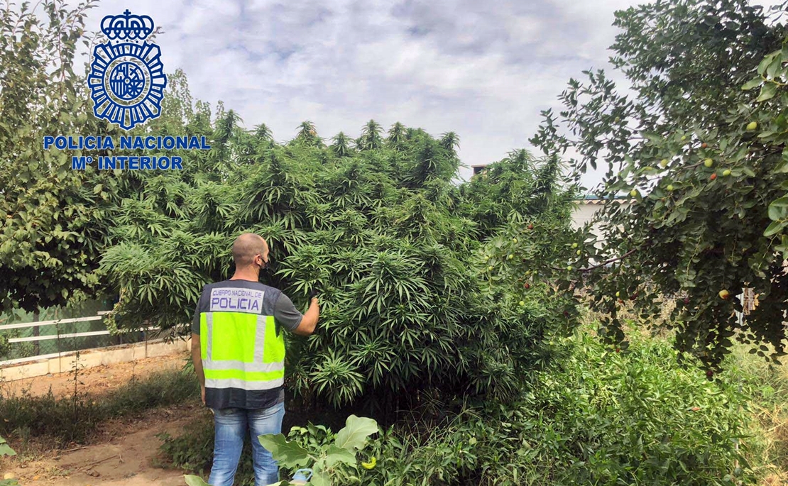 MÉRIDA - La Policía Nacional detiene a cuatro personas por plantar marihuana en sus parcelas