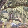 La berrea llena de magia la Sierra de San Pedro