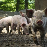 ¿Llegará la peste porcina africana a España?