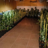 La Policía Nacional desmantela una plantación de marihuana con 848 plantas en Don Benito