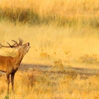 Ecologistas piden que se deje de matar ciervos durante la Berrea en Extremadura