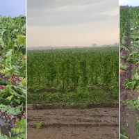 La tormenta arruina cosechas en plena campaña de recogida en la provincia de Cáceres