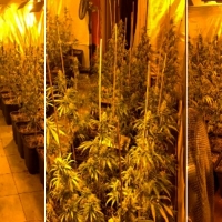 Cae en España una importante organización criminal dedicada al tráfico internacional de marihuana