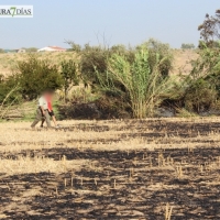 Piden a la Junta autorizar la quema controlada de rastrojos en el campo