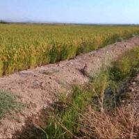 Ya pueden solicitarse las ayudas para asesoramiento técnico agrícola