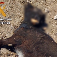 Investigados por torear reses bravas de forma clandestina y provocar la muerte de una de ellas