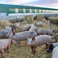 UPA-UCE alerta de la preocupación del sector ante el crecimiento de la peste porcina en Europa