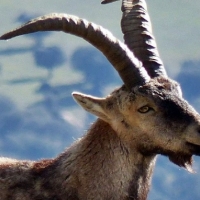Piden la suspensión de la caza de la Cabra Montés en las zonas incendiadas de la Vera y Jerte