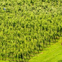 Denuncian que imponen precios de la uva que no cubren los costes de producción