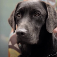 La Fundación ONCE del Perro Guía cumple 30 años en Extremadura