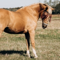 Detectados dos positivos por fiebre del valle del Nilo en caballos extremeños