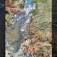 Un Juzgado de Mérida inicia diligencias sobre graves vertidos en un arroyo de Torremejía