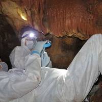 Investigaciones en Maltravieso buscan trazas de ADN de los humanos que realizaron las manos pintadas