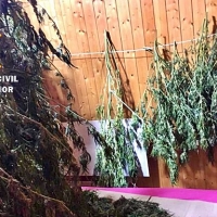 Detenido tras localizar en su vivienda más de 22 kilogramos de marihuana
