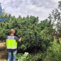 MÉRIDA - La Policía Nacional detiene a 4 personas por plantar marihuana en sus parcelas