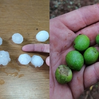 UPA-UCE denuncia que las tormentas han arrasado miles de hectáreas de tabaco y olivar