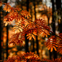 AEMET lanza su pronóstico sobre ¿cómo será el otoño?