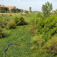 Piden medidas urgentes contra el nenúfar mejicano a su paso por Badajoz