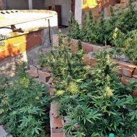 Desmantelan dos plantaciones de marihuana en Santa Marta de los Barros y Castuera