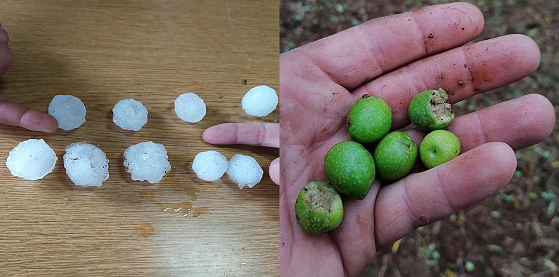 UPA-UCE denuncia que las tormentas han arrasado miles de hectáreas de tabaco y olivar