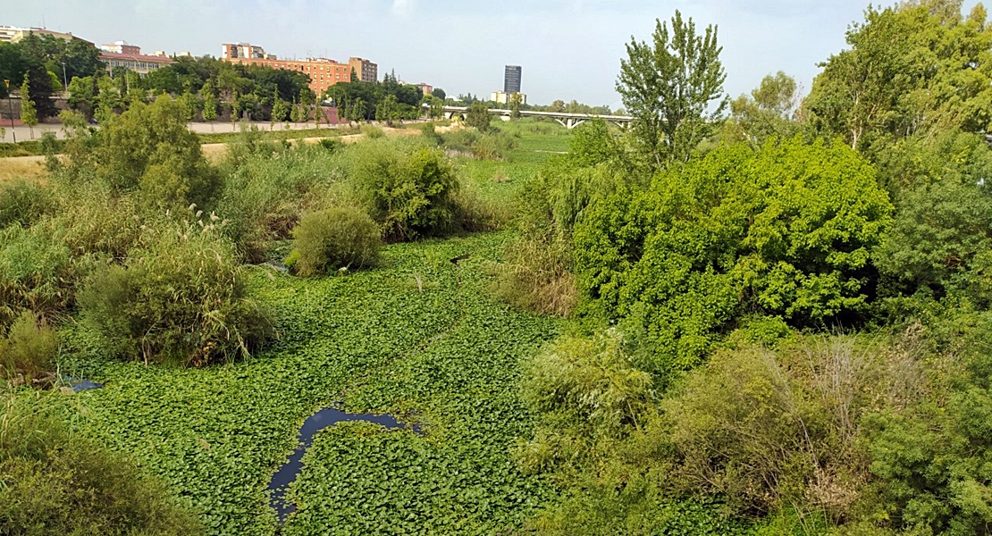 Piden medidas urgentes contra el nenúfar mejicano a su paso por Badajoz