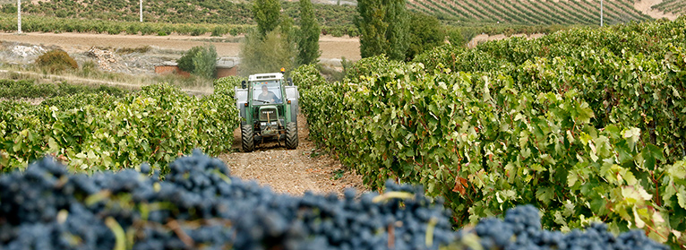 El 80% se queda sin ayudas para la reestructuración y reconversión del viñedo en Extremadura