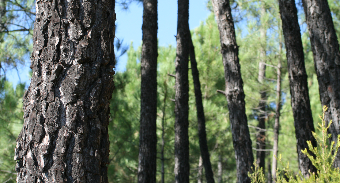 El sector forestal renovará su parque de maquinaria y modernizará equipos en Extremadura