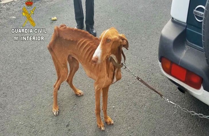 La Guardia Civil realiza más de 24.000 actuaciones relacionadas con la protección animal