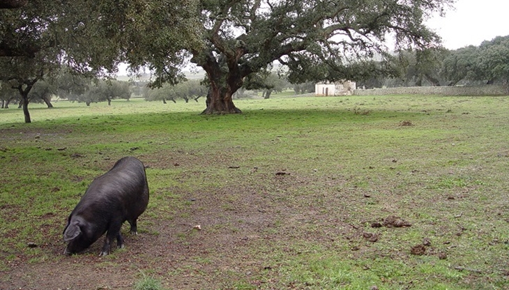 Prórroga para presentar el plan de participación de las subvenciones al porcino ibérico