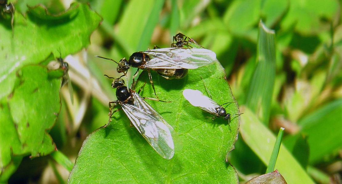 Las &#39;hormigas voladoras&#39; llegan a Extremadura