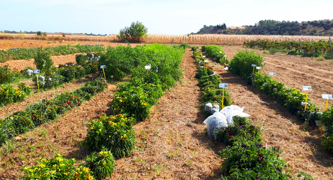 Jornada de campo: Variedades de pimiento para uso ornamental