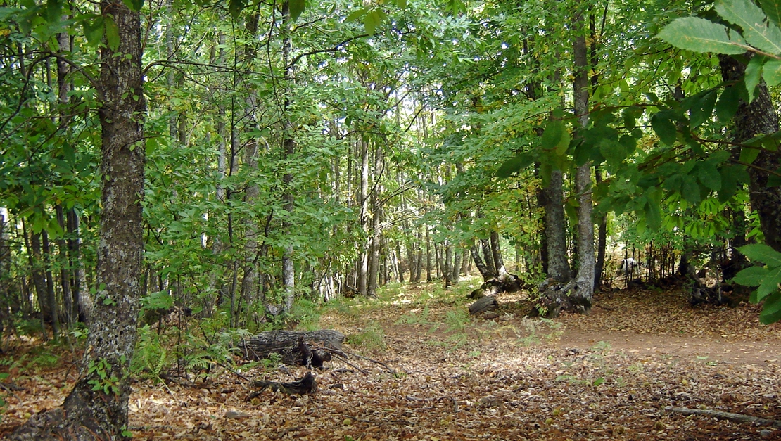 Más de 3,2 millones de euros para gestión sostenible de montes y regenerar terrenos