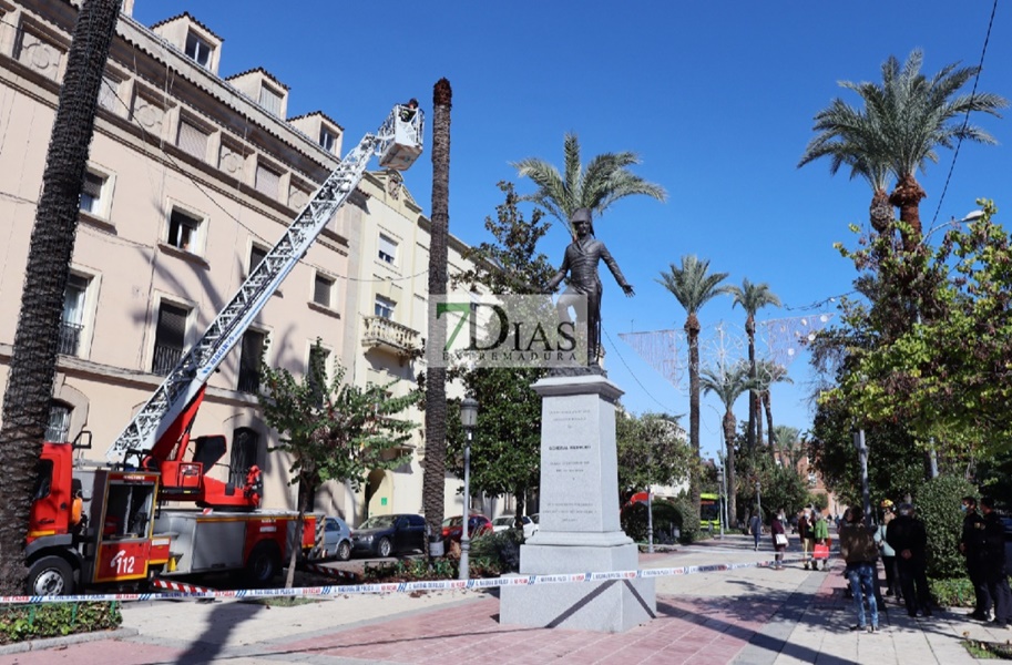 La caída de parte de una palmera dificulta el tráfico en la Avenida de Huelva (Badajoz)