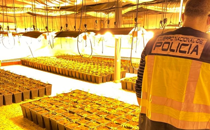 La Policía Nacional desmantela cuatro plantaciones de marihuana &quot;indoor&quot; en Mérida