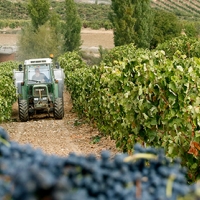 El 80% se queda sin ayudas para la reestructuración y reconversión del viñedo en Extremadura