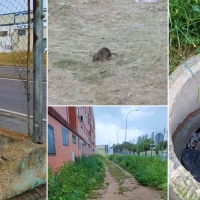 Cs alerta de la “suciedad y el abandono” que sufre la barriada de San Lázaro (Mérida)