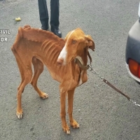 La Guardia Civil realiza más de 24.000 actuaciones relacionadas con la protección animal