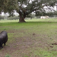 Prórroga para presentar el plan de subvenciones al porcino ibérico