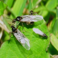 Las &#39;hormigas voladoras&#39; llegan a Extremadura