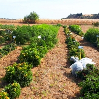 Jornada de campo: Variedades de pimiento para uso ornamental