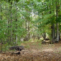 3,2 millones de euros para gestión sostenible de montes y regenerar terrenos