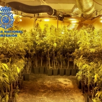 A la cárcel un hombre que tenía una plantación de marihuana en Almendralejo